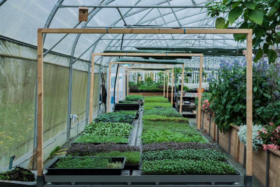 CacaoCollective Cacao and Plantes Aromatiques Rares