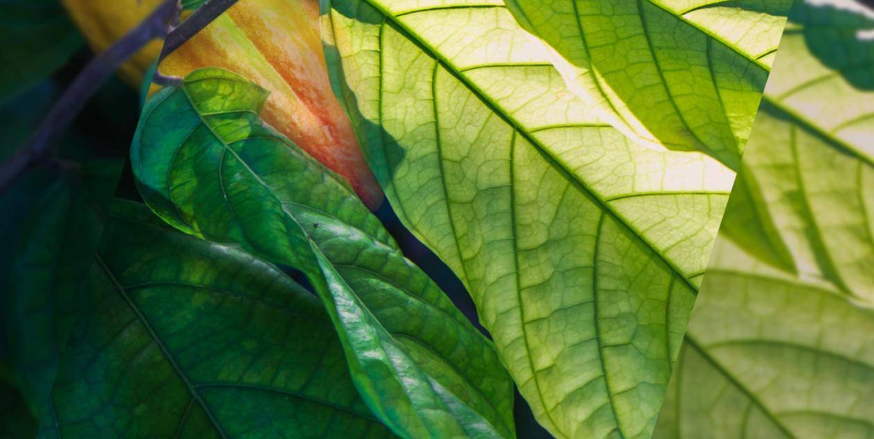 Sustainability commitment cacao barry