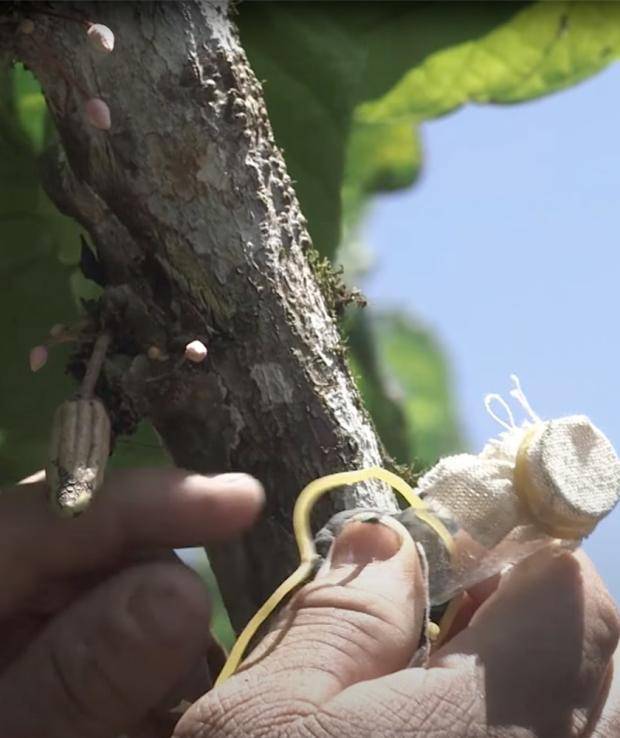 Tiara Setiadi、インターグリーン・カカオプランテーション オーナー、バンドン、ジャワ島、インドネシア