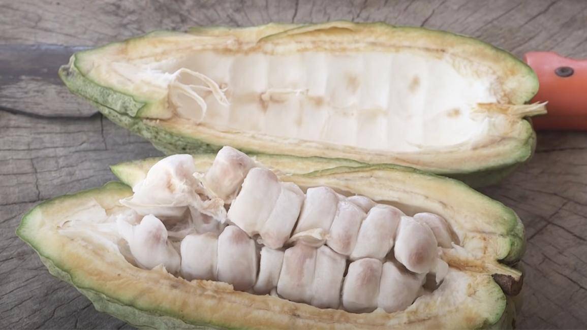 Episodio 5 - Crecimiento del cacao 