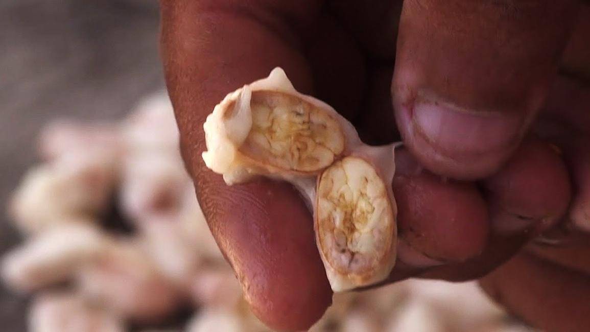 エピソード 3 - カカオの香り