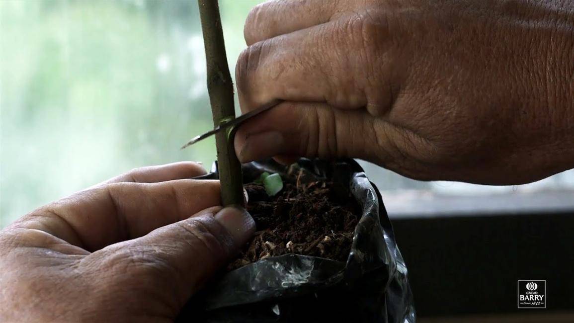 Episodio 6 - La piantagione di cacao