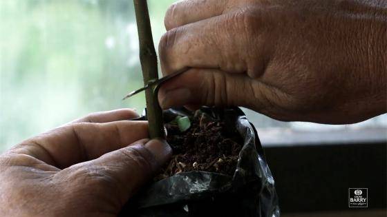 Episode 6 - Cacao cultivation