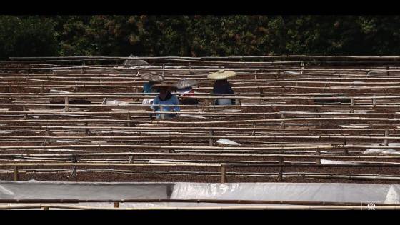 Episode 7 - Post Harvest