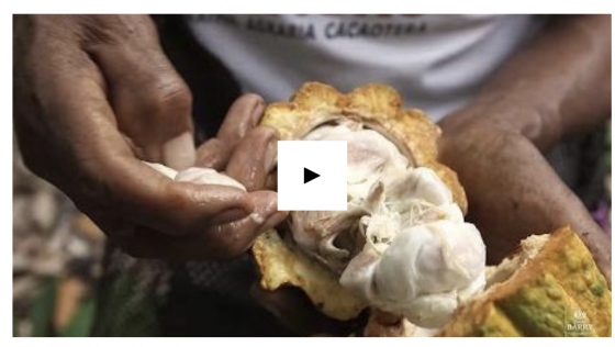 Episode 5 - Cacao growing